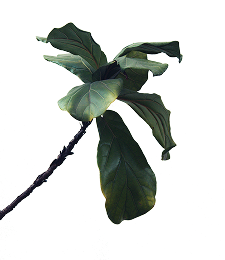 Oferta de um produto