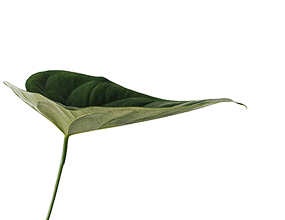 Oferta de um produto