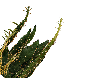 Oferta de um produto