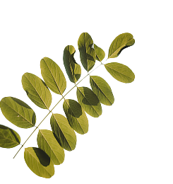 Oferta de um produto